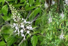 Daun Kumis Kucing, Ini Khasiatnya Bagi Kesehatan 