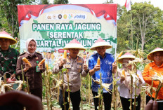  Bupati Benteng Hadiri Panen Raya Jagung Kuartal IV