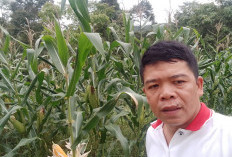  Pemdes Padang Siring Tanam Jagung Seluas 1 Ha,  Hasil Panen Ditarget Tembus Segini