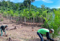Anggota Satgas TMMD Ke-124 Kodim 0408/BS Bantu Warga Cangkul Kebun Jagung