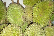 Pupuk Kompos dari Bahan Kulit Durian, Begini Cara Membuatnya