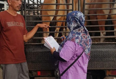 Penyakit Ngorok Masih Ancam Ternak di Mukomuko, Sudah Ribuan Hewan Mati Mendadak