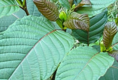 Daun Kratom, Ini Khasiatnya Bagi Kesehatan