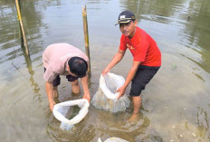 Pemdes Rama Agung Lepas Bibit Ikan Nila di Kolam Usaha BUMDes Koga 63 Mandiri