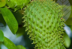 Khasiat Sirsak Diklaim Ampuh Meredakan Asam Urat, Begini Caranya 