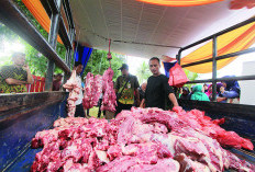 Waspada Peredaran Daging Babi, Dispangtan Kota Bengkulu Lakukan Ini