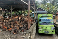 Petani Sumringah, Harga Sawit di Seluma Tembus Rp2.900/Kg