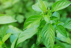 Sering Dijadikan Lalapan, Ternyata Mengosumsi Daun Kemaghi Ampuh Atasi Penyakit Ini