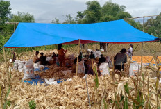 Sadesahe di Sukau Datang,   Hasilkan Jagung 2,5 Ton