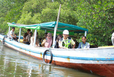 Investor Korsel Lirik Potensi Perikanan Bengkulu, Tinjau Hutan Mangrove hingga Pelabuhan