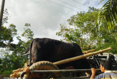 Desa Terisolir Pecahkan Rekor Kurban, Warga Talang Empat Potong 19 Hewan