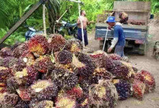 Harga TBS di Bengkulu Terus Naik, Tembus Segini per Kilogram