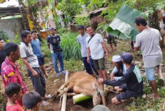 Juru Sembelih di Mukomuko Akan Dilatih, Ini Tujuannya