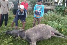 Salurkan 4 Ekor Kerbau ke 4 Desa  Ini, Teddy: Peraih Suara Tertinggi Pilkada 2024 