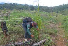2.988 Ha Hutan Jadi Kebun Sawit, Bupati Bengkulu Selatan Turun Tangan