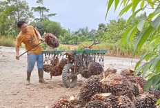 Harga TBS Sawit di Mukomuko Tertinggi di Bengkulu, Segini di Setiap PKS