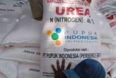 Penyaluran Pupuk Subsidi   Belum Sampai Segini