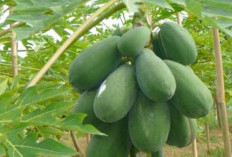 Getah Pepaya, Ini Khasiatnya Bagi Kesehatan