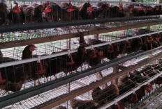 Pemdes Durian Demang Sukses   Kembangkan Usaha Ayam Petelur