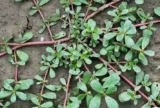 Kerap Dianggap Gulma, Beragam Khasiat  Krokot Liar Untuk Kesehatan 