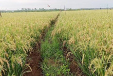 Tiga Kecamatan di Mukomuko   Sasaran Optimasi Lahan Sawah, Ini Tujuannya