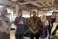Seluma Unggul Sapi Potong, Dewi Coryati Ajak ke Komisi IV Minta Vaksin Jembrana