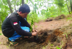 Reforestasi Cegah Suhu Panas Ekstrem, Ini Saran Aktivis Lingkungan Bengkulu