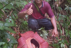 Rafflesia Arnoldi Kembali Mekar di Rejang Lebong, di Sini Lokasinya