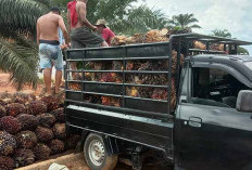 Anak Petani Sawit Berpeluang Kuliah Gratis, Beasiswa Sawit 2026 Dibuka Online