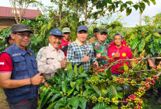  Bupati Kepahiang Gelar Lomba   Budidaya Perkebunan Kopi Robusta, Begini Targetnya
