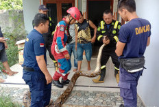  Damkar Terima 386 Laporan, Bukan hanya Kebakaran Tapi Ada Juga Ular Masuk Rumah Hingga Berantas Tawon