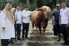 Sapi Mukomuko Dipilih Jadi Kurban Presiden, Bobot Tembus 1,1 Ton