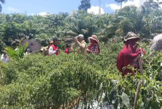 BUMDes Sumber Mulya   Sukses Panen 5 Ton Cabai, Patut Jadi Contoh Ketahanan Pangan Desa