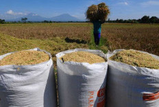 Sektor Pertanian di Bengkulu Masih Menjanjikan, Jumlah Petani Terus Bertambah