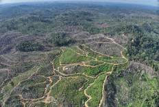 Ribuan Hektare Hutan Rusak
