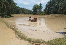 Musim Hujang Tiba, Ratusan Hektar Sawah di BS Mulai Digarap, Ini Himbauan Kadis Distan