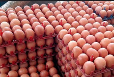 Telur Ayam Pilihan Favorit Ibu-ibu, Berikut Alasannya