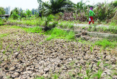 Waspada Super El Nino 2026, BMKG Ingatkan Potensi Kemarau Panjang di Indonesia