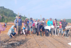 Desa Muara Dua Mulai   Tanam Jagung Sadesahe