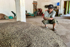 Harga Kopi di Seluma Belum Anda Tanda-tanda Bakal Naik Lagi, Segini Sekarang