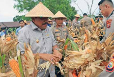 Kejar Target Swasembada Jagung, Wagub dan Kapolda Bengkulu Panen Raya