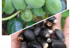  Manfaat Buah Jarak untuk Kesehatan, Ini yang Perlu Diketahui