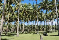  Program Kelapa Unggul Enggano Siap Digulirkan