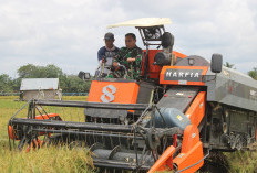 Hasil Meningkat, Harga Gabah Naik, Dandim Seluma Ikut Panen Raya 