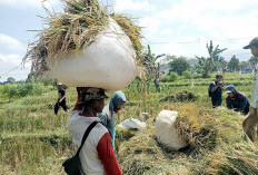 Serapan Pupuk Subsidi   Tak Sampai 40 Persen, Ini Kendalanya