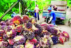 Potong Rantai Perdagangan Sawit, Ini Permintaan Apkasindo Bengkulu ke Pemda 