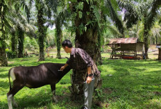 Pupuk Organik dari Urine Sapi, Begini Cara Membuatnya