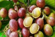 Dikenal dari Papua,  Ini manfaat Buah Matoa Bagi Kesehatan