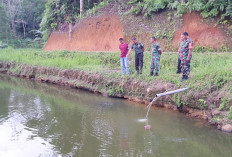  Produksi Ikan Air Tawar di Bengkulu Utara Stabil, Segini Jumlahnya