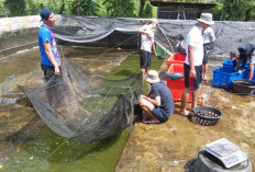 DKP Kota Bengkulu Siapkan bibit Ikan Lele Murah, Segini Harganya